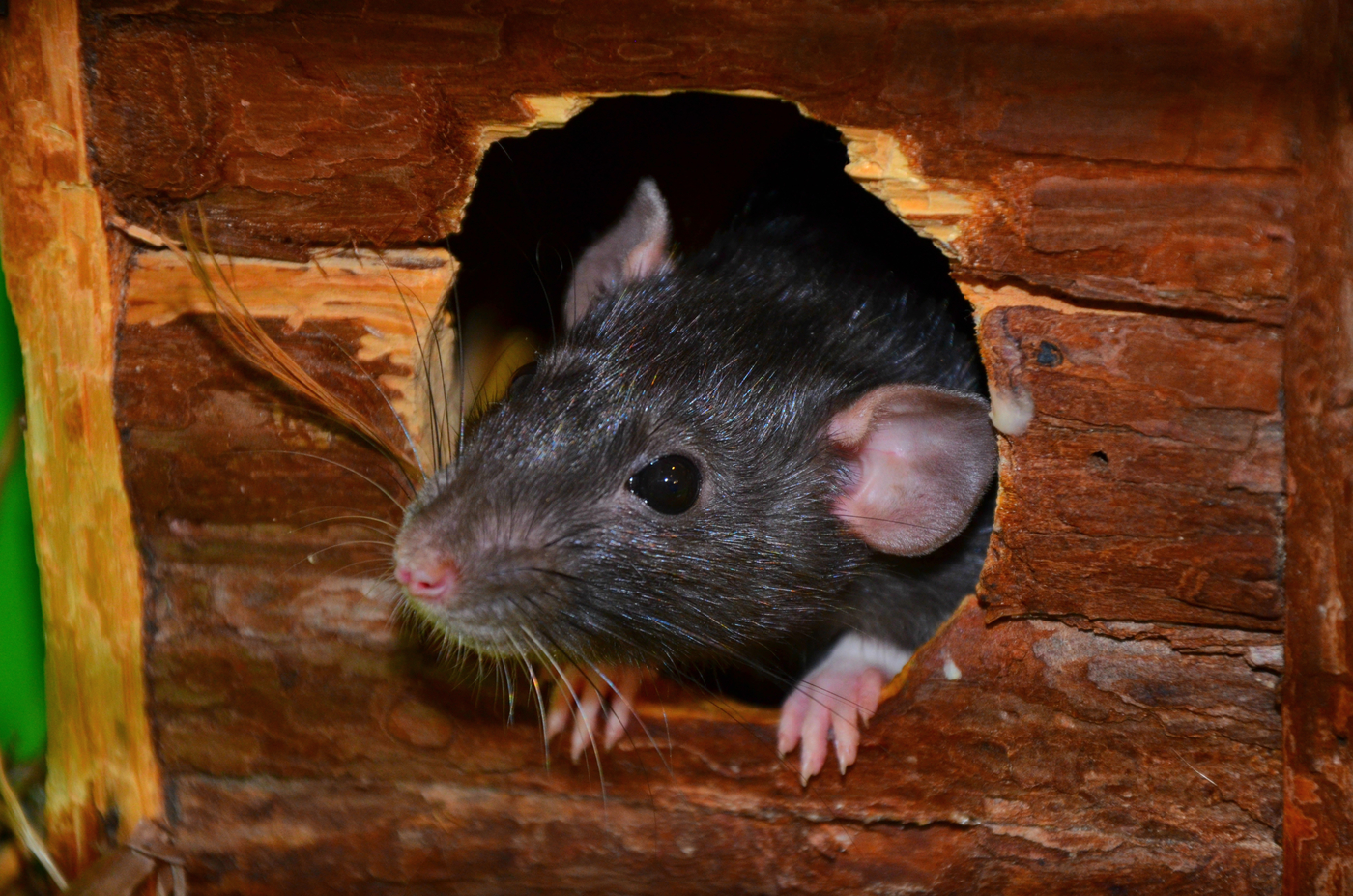 Как избавиться от крыс в частном доме, курятнике, квартире и других помещениях - применение различных методов, чтобы вывести грызунов