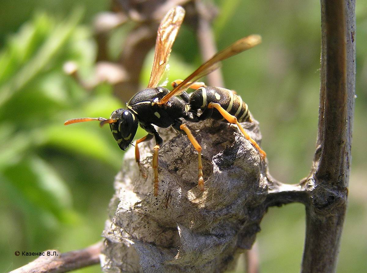 Жизнь матки осы: как выглядит оса-королева и в чем ее задача. как выглядит матка шершня, цикл развития