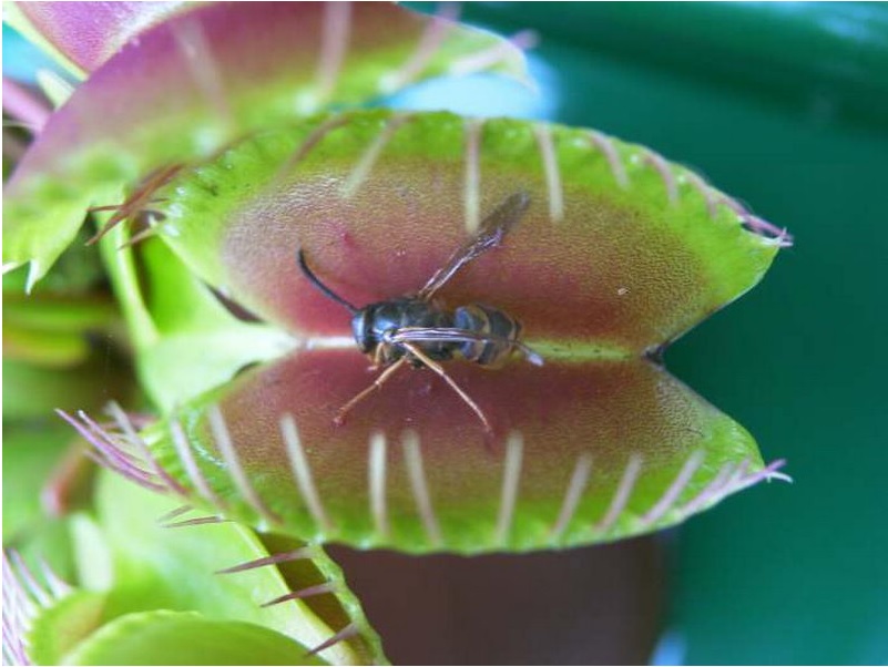 Как называется растение которое ест мух и других насекомых?