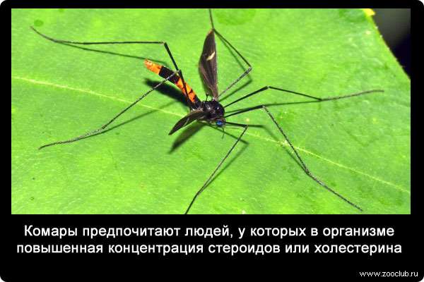 Интересные факты о комарах: сколько весит, когда спят и другие