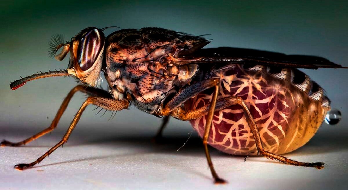 Причины появления больших мух в доме. большие мухи мира.