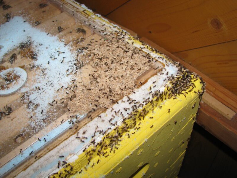Нелёгкая борьба с муравьями на пасеке: тактическое руководство