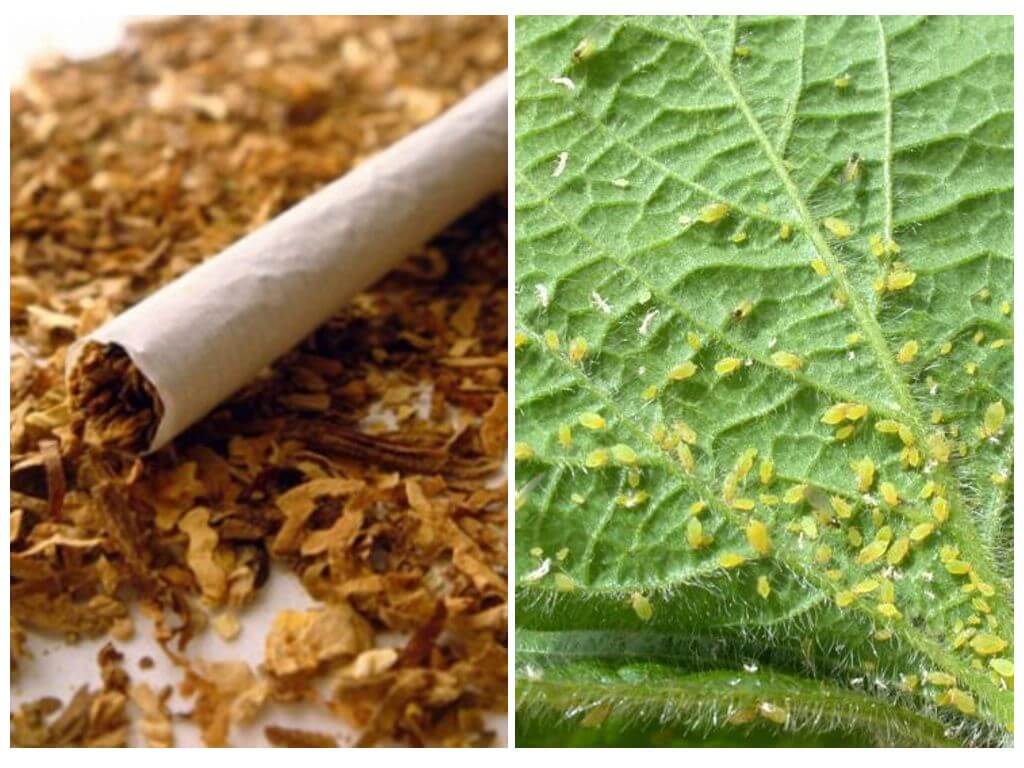 Табачная пыль – средство от тли, слизней и других вредителей