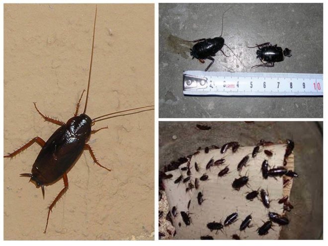 Черные тараканы в квартире: как избавиться, откуда берутся, народные средства