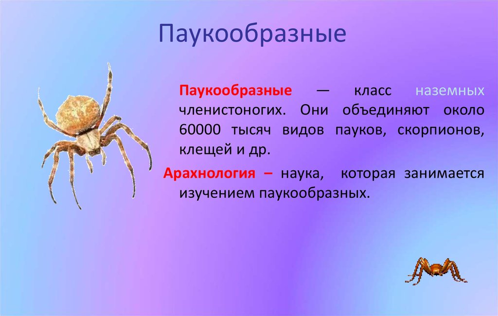 Представители паукообразных, их разновидности, среда обитания