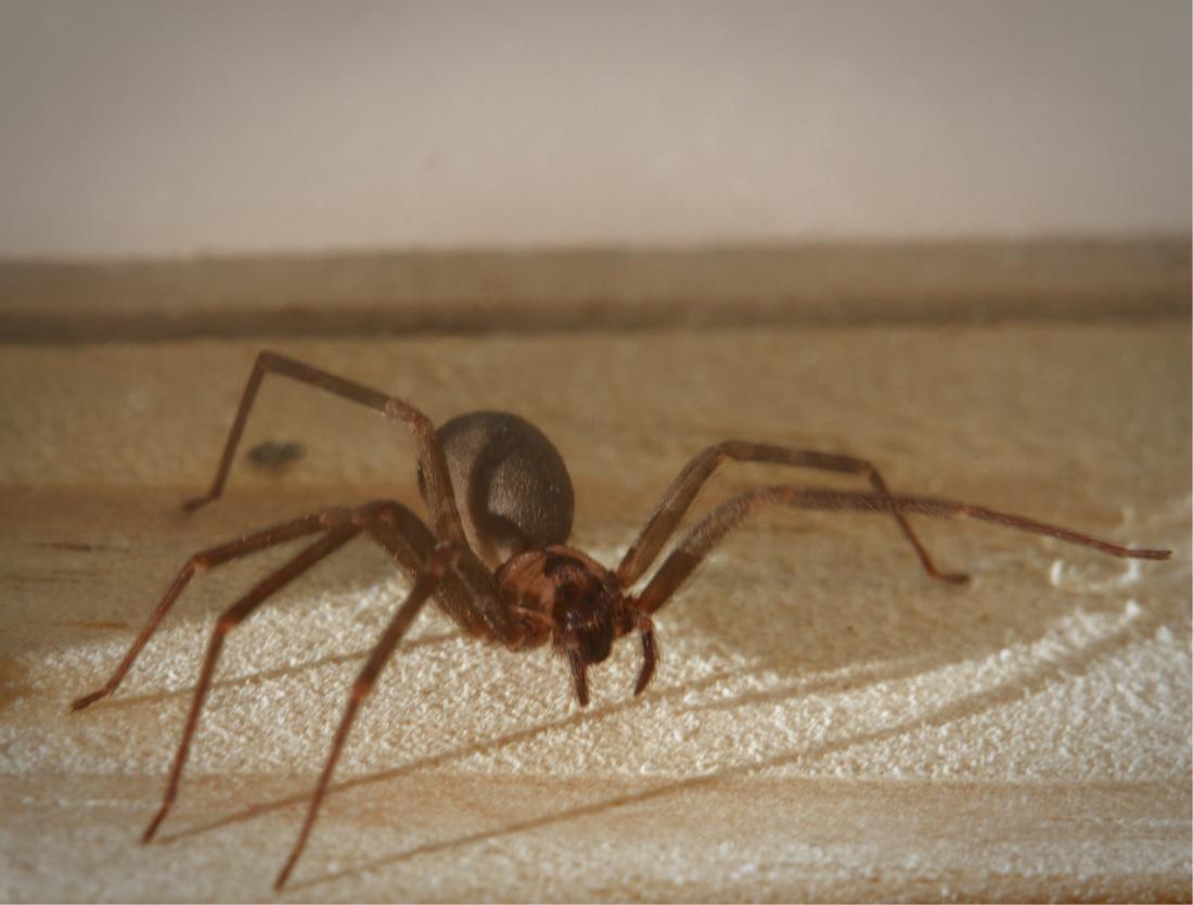 Почему в квартире появляются пауки, как избавиться