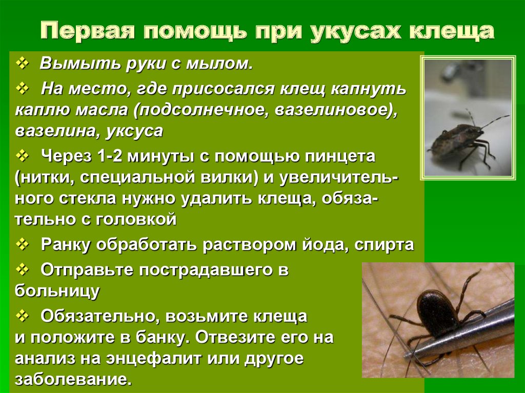 Чего боятся тараканы и как от них избавиться