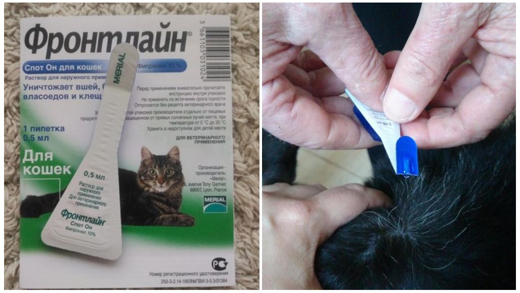 Шампунь для кошек и котят от выпадения шерсти