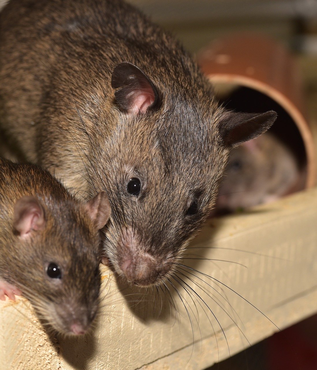 Черные крысы - фото и описание