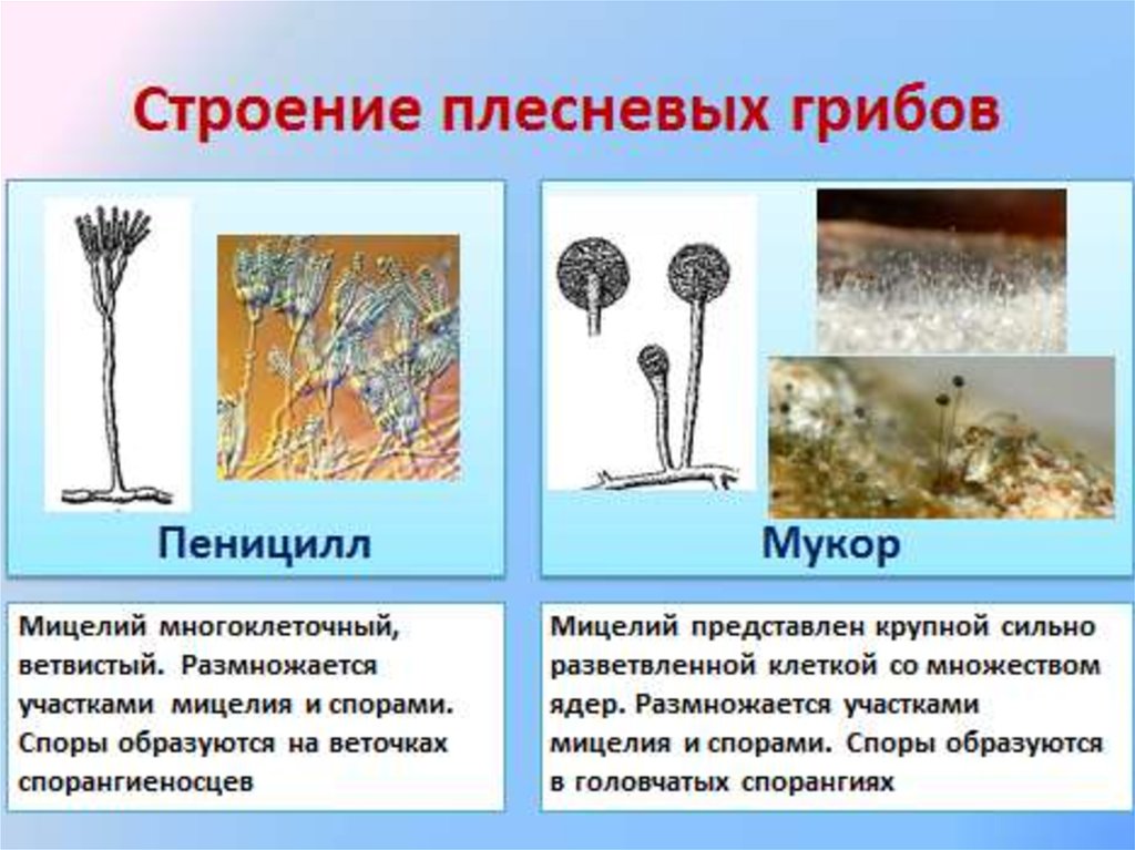 Что такое гриб паразит мукор (плесень): особенности, фото- и видеообзор