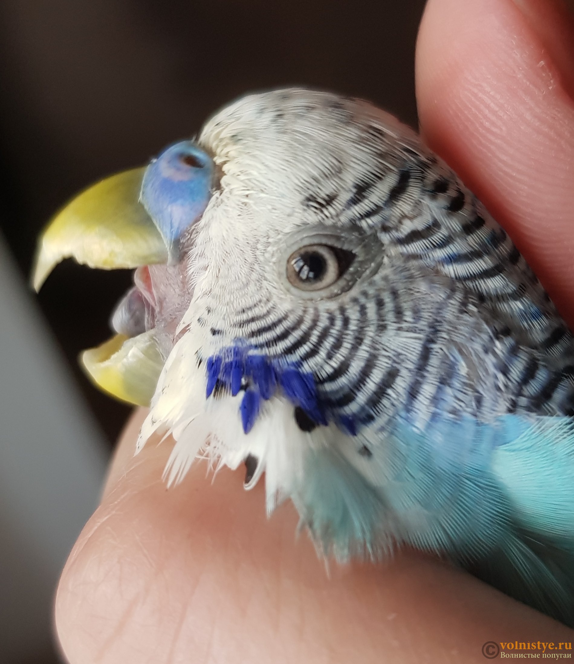 Блохи у попугая: признаки появления, как избавиться от паразитов