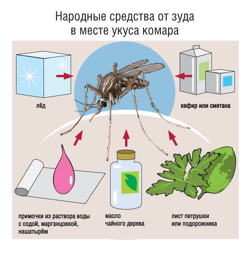 Как избавиться от комаров в квартире: народные и современные средства