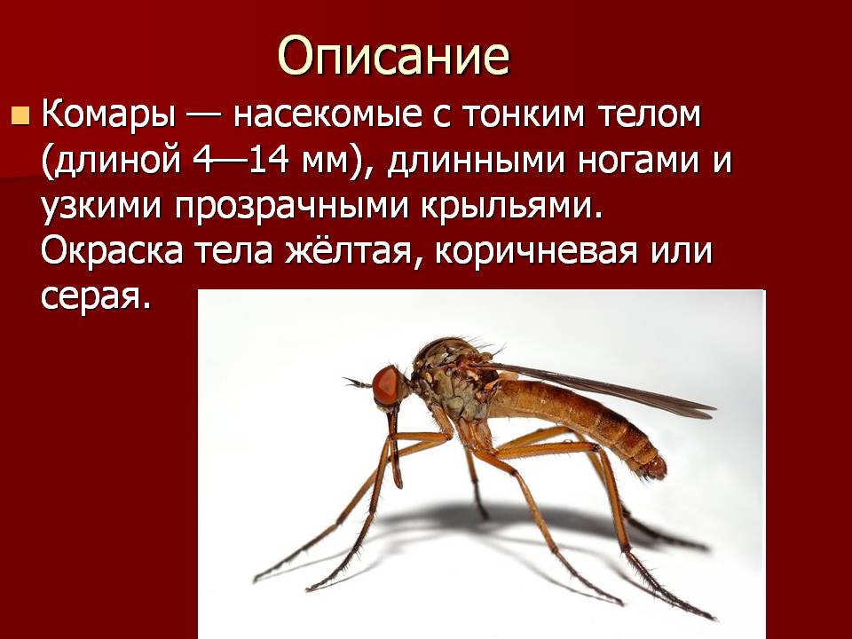 Описание комара-долгоножки