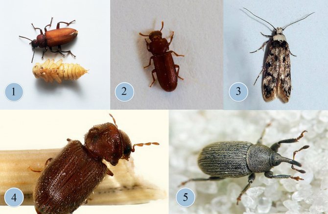 Как избавиться от мучного жука хрущака в квартире