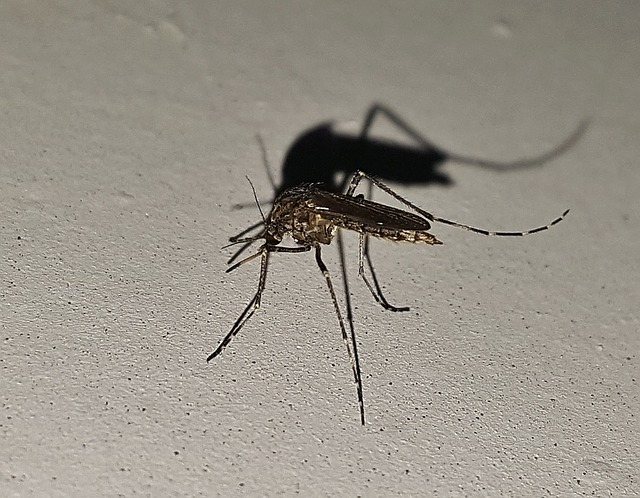 Зеленые комары в квартире - что за насекомые  на кого похожи
