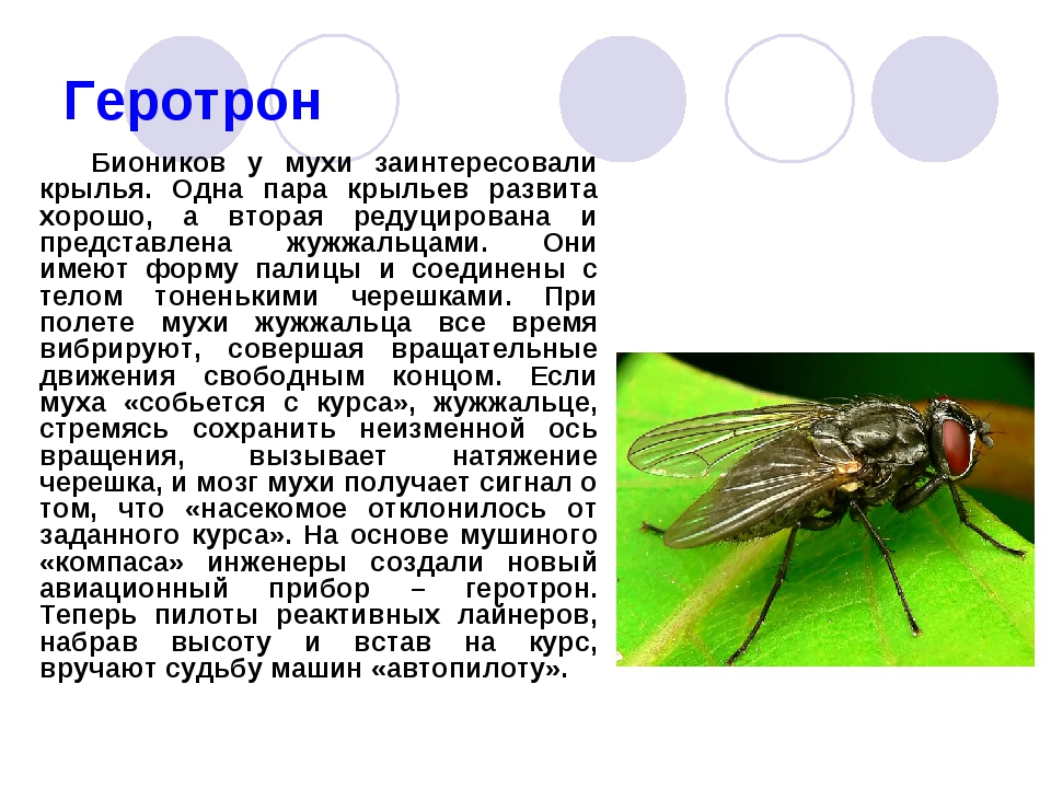 Скорость мухи в полёте: какая максимальная и для чего мухам большая скорость? - все о фермерстве, растениях и урожае