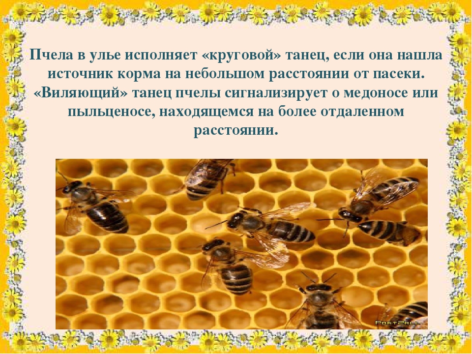 Польза пчел в жизни человека, особенности строения и интересные факты.