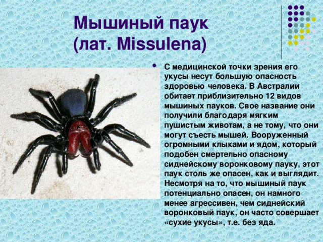 Ядовитые пауки в россии — фото, названия, желтый, виды, средней полосы, обитающие, черный - 24сми