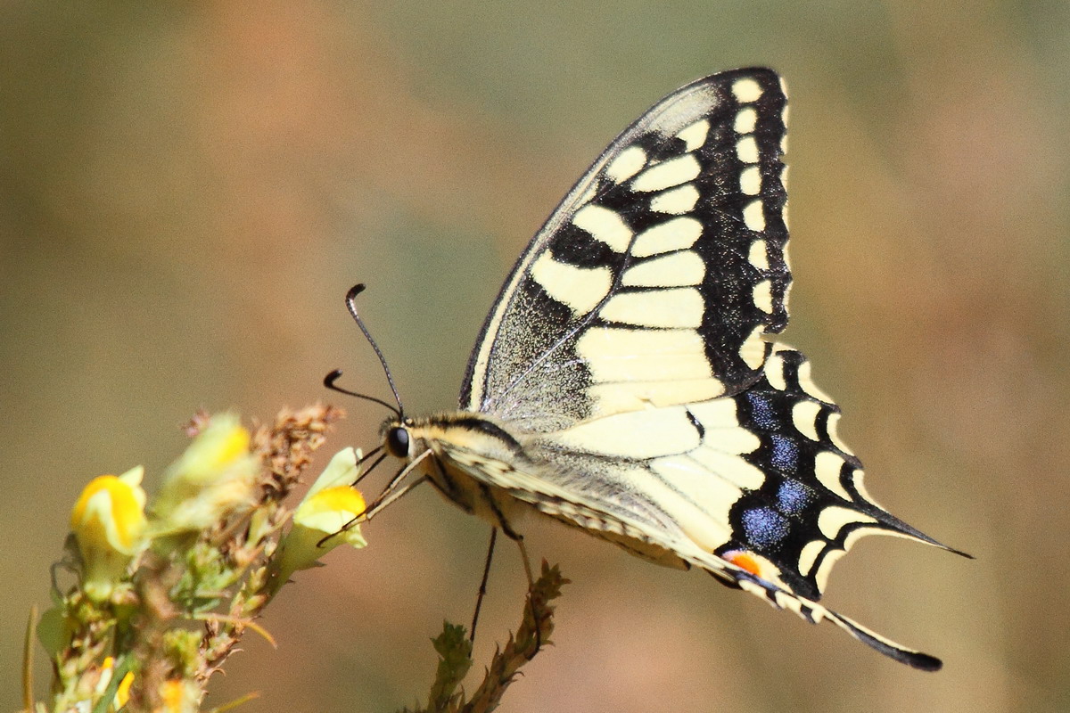 Махаон: гусеница и бабочка, описание и внешний вид с фото