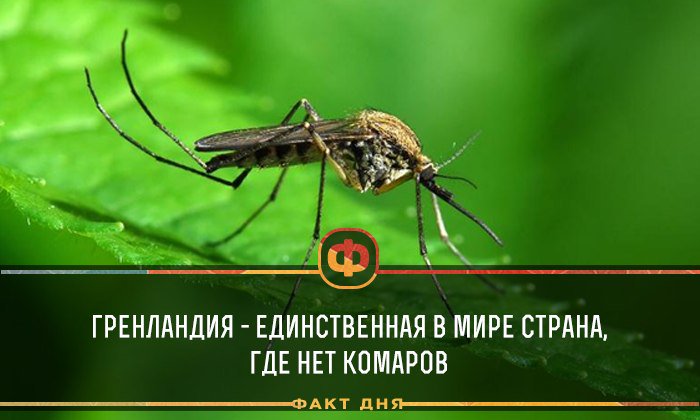 В каких странах и городах нет комаров