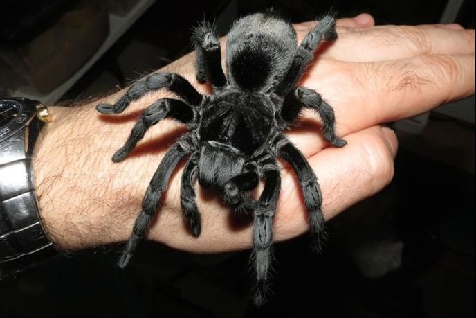 Укус паука-птицееда: опасен ли для человека и что делать, если укусил ядовитый тарантул