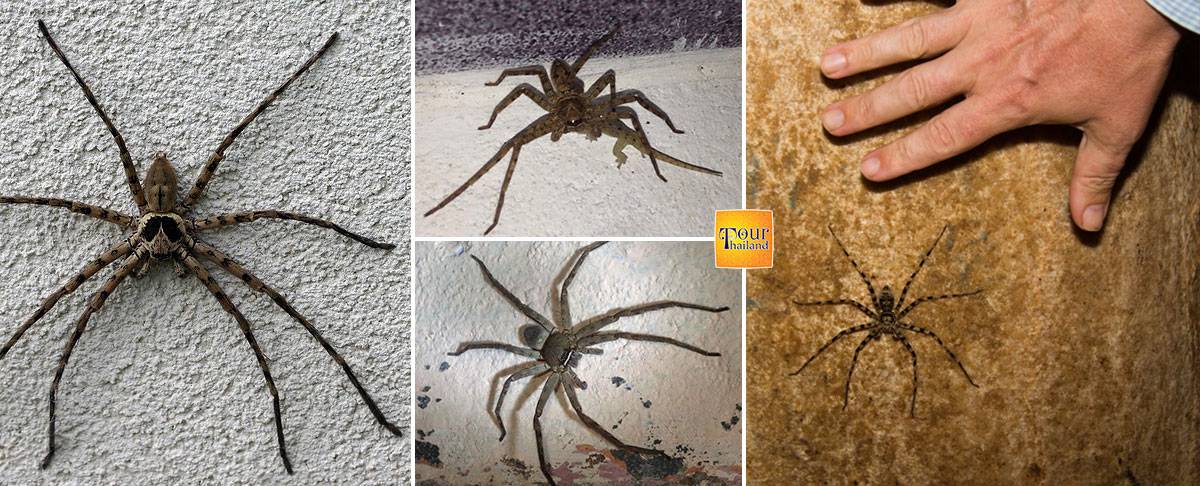 Домашние пауки в россии. Крупный домашний паук. Огромные домашние пауки. Пауки которые живут в домах. Крупные пауки в доме.