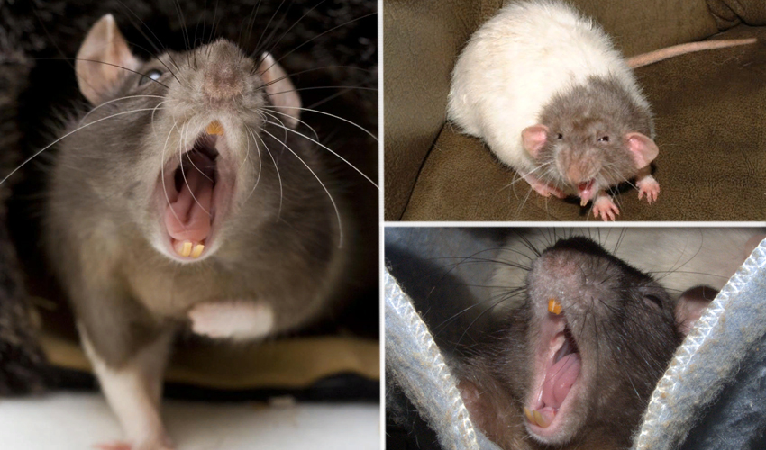Домашняя крыса издает странные звуки, что они означают