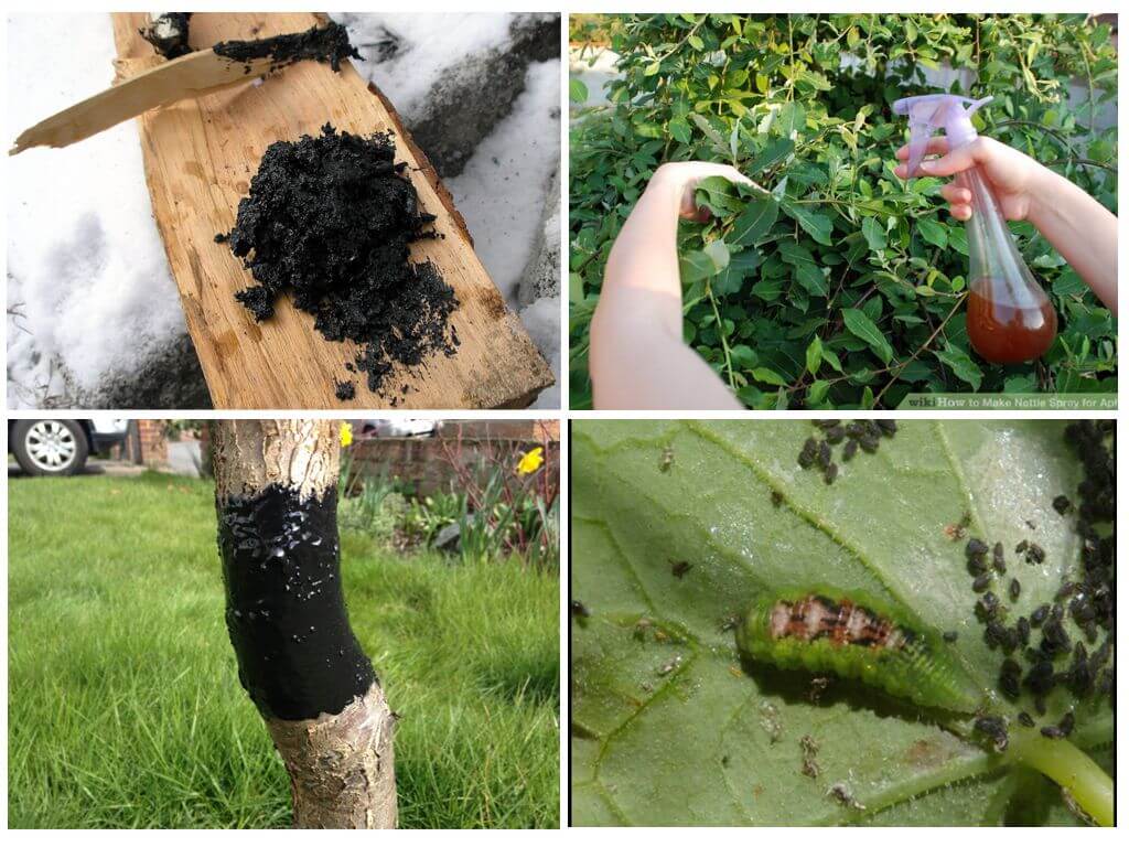 Чем обработать деревья от тли и муравьев