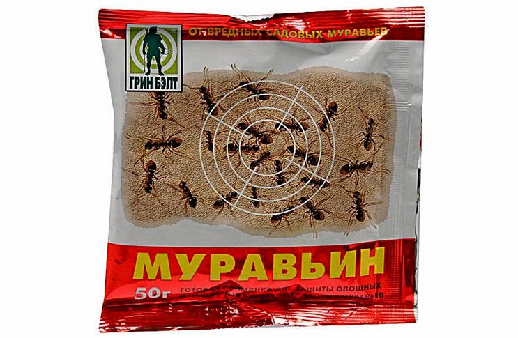 Тля и муравьи — как с ними бороться?. фото — ботаничка.ru
