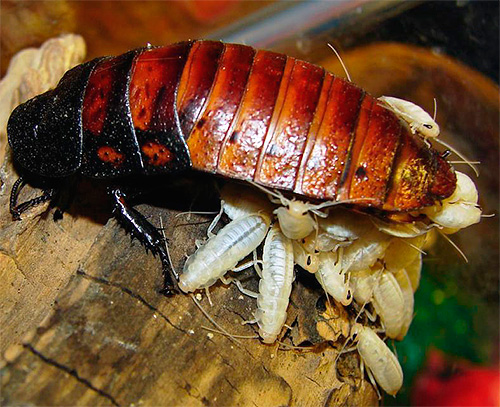 Мадагаскарский таракан мерзость или любимый питомец