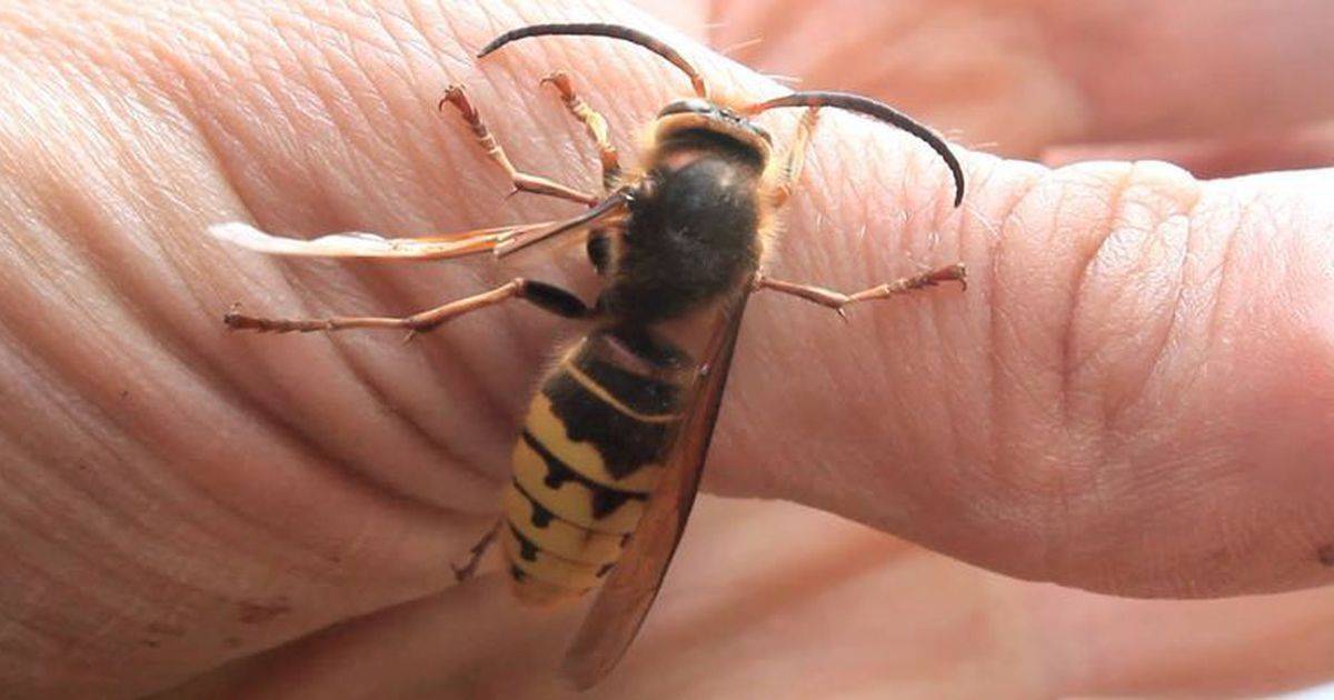 Пчелы и осы – кто умирает после укусов