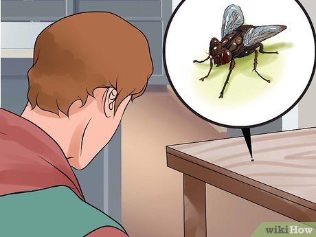 Как быстро убить муху