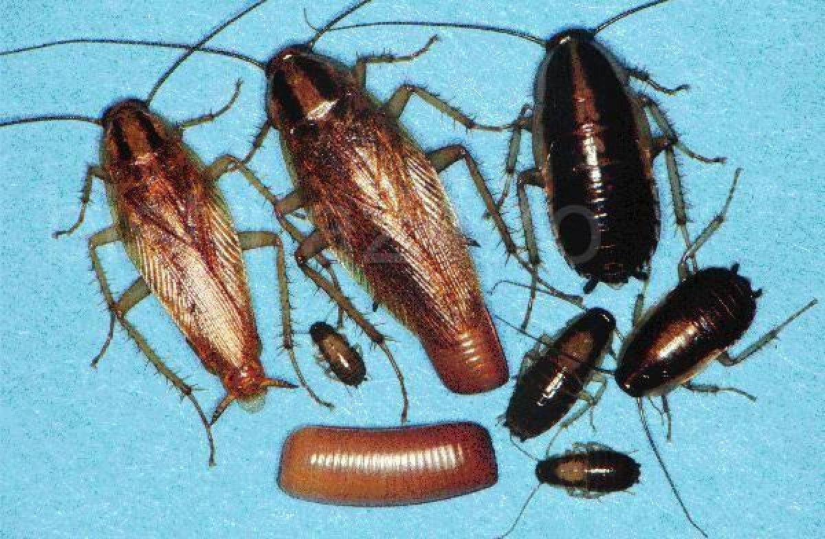 Как остановить размножение тараканов в квартире? 5 простых правил