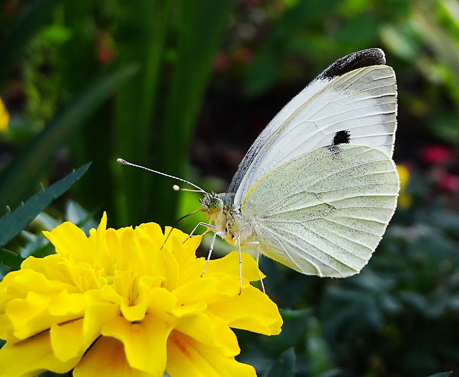 Капустница (бабочка) — википедия. что такое капустница (бабочка)