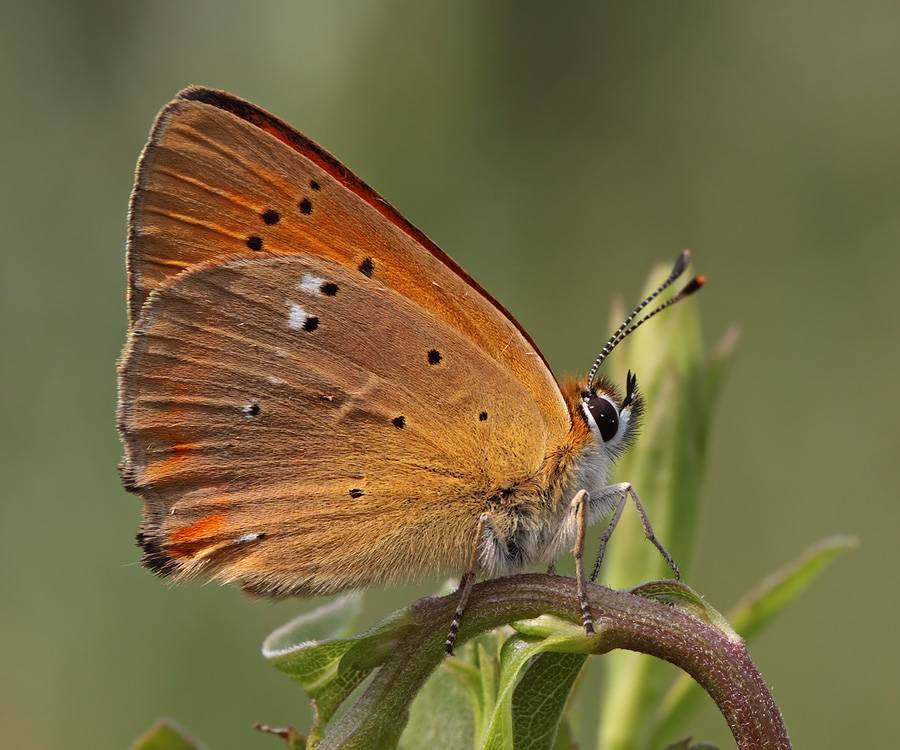 Бабочка брюквенница: фото и образ жизни распространенного вида