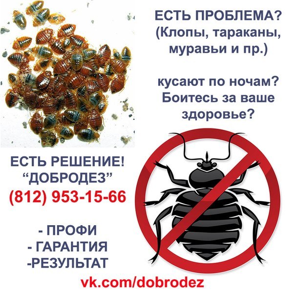 Кусаются ли домашние тараканы: как выглядят укусы, фото