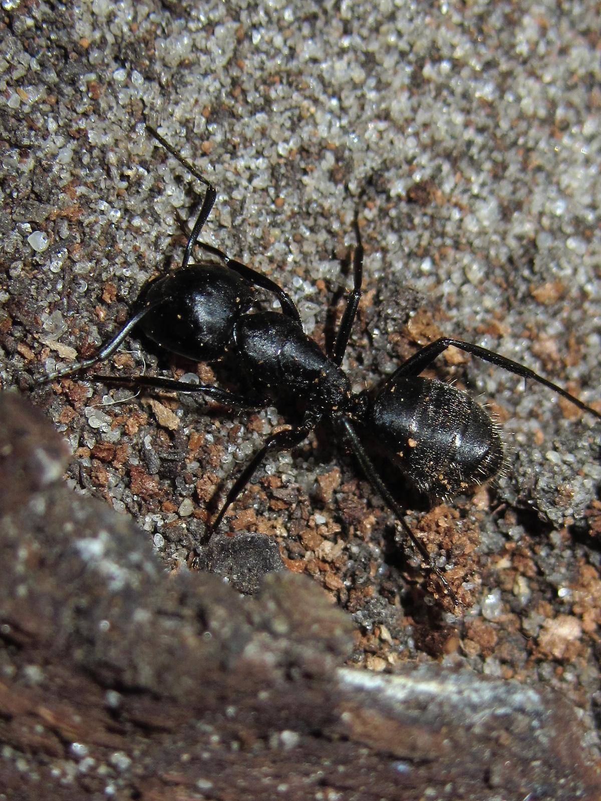 Черные садовые муравьи что едят