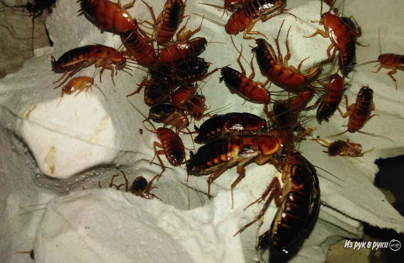 Туркменские тараканы: фото, описание, содержание и разведение