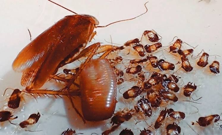 Как избавиться от рыжих тараканов в квартире самостоятельно?