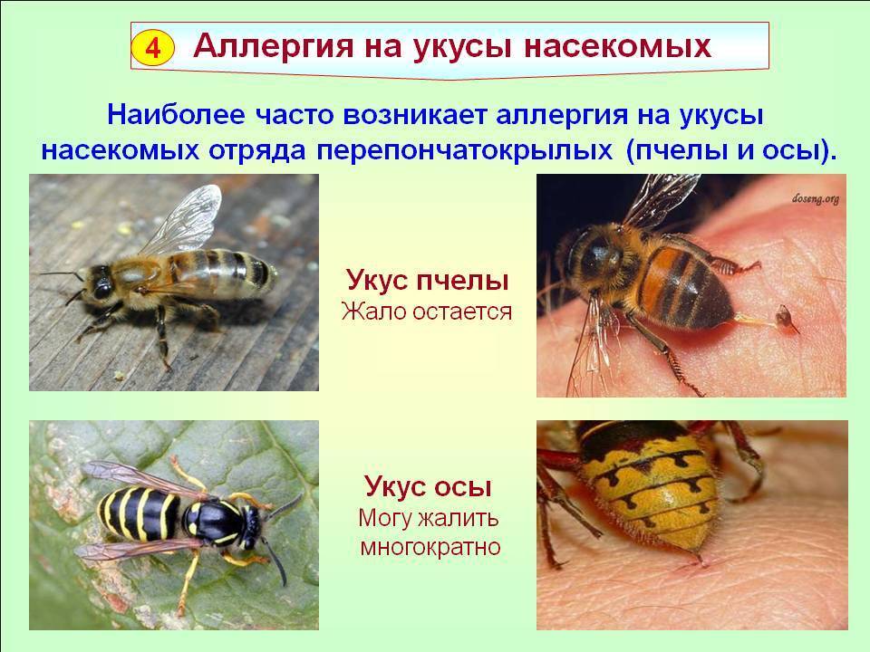 Средства и способы защиты от насекомых на природе, защита от комаров, слепней.