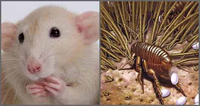 Крысиные блохи - появление, вред и способы уничтожения. / как избавится от насекомых в квартире