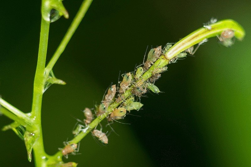 Борная кислота от муравьев и тараканов - четыре базовых рецепта