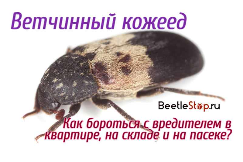 Кожееды в доме: что нужно знать о жуках