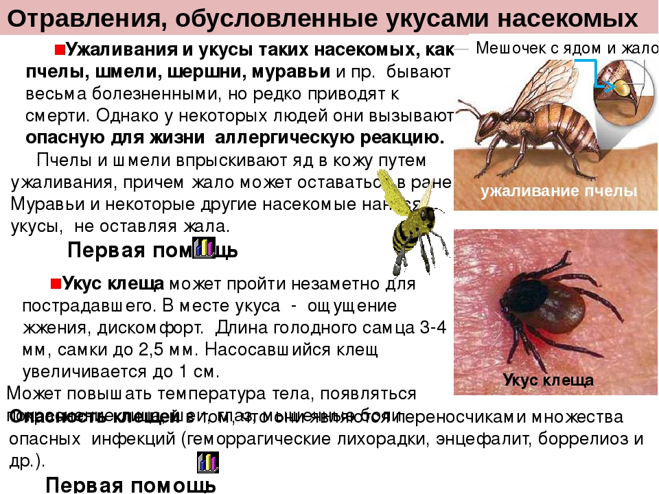 Муравей как насекомное, жизненный цикл муравьев и поведение