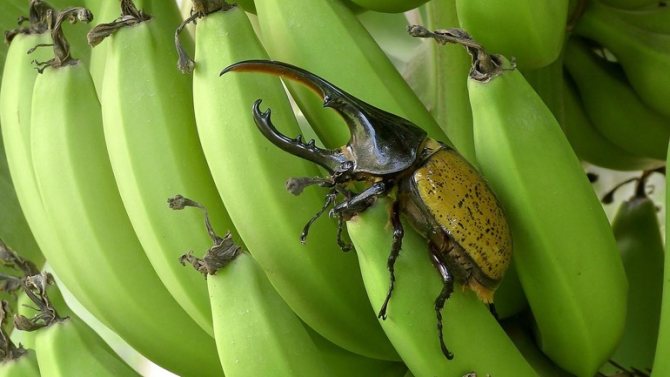 Оленка мохнатая: фото и образ жизни жука, способы победить вредителя в саду и на огороде