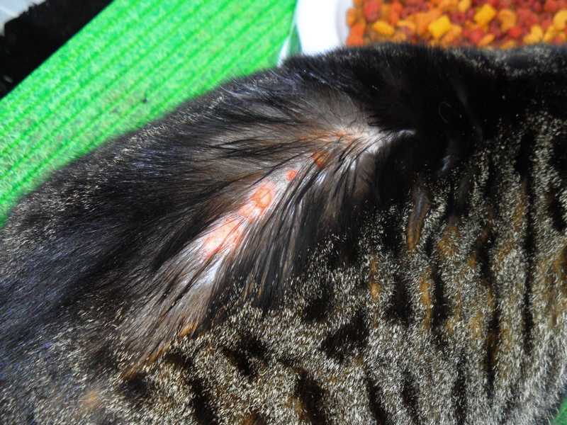 Лечение расчесов от блох у кошек
