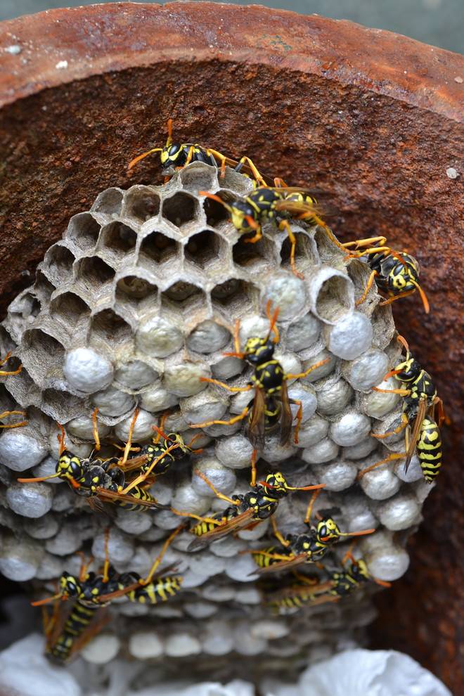 Самые интересные факты о пчёлах, осах и шмелях
