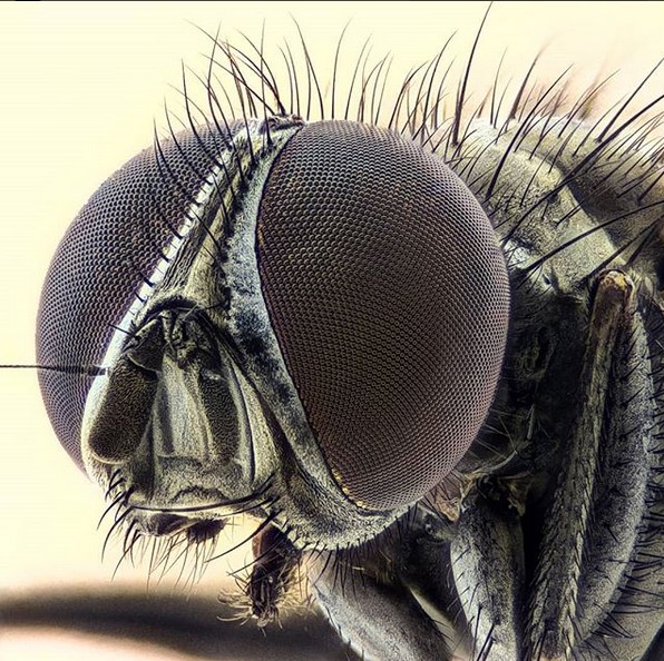 10 кровососущих насекомых планеты - zefirka