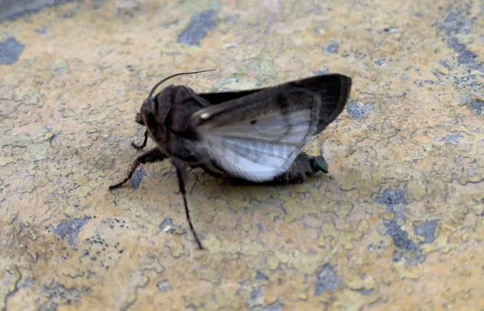 Разновидность моли - как отличить от мотылька и других насекомых