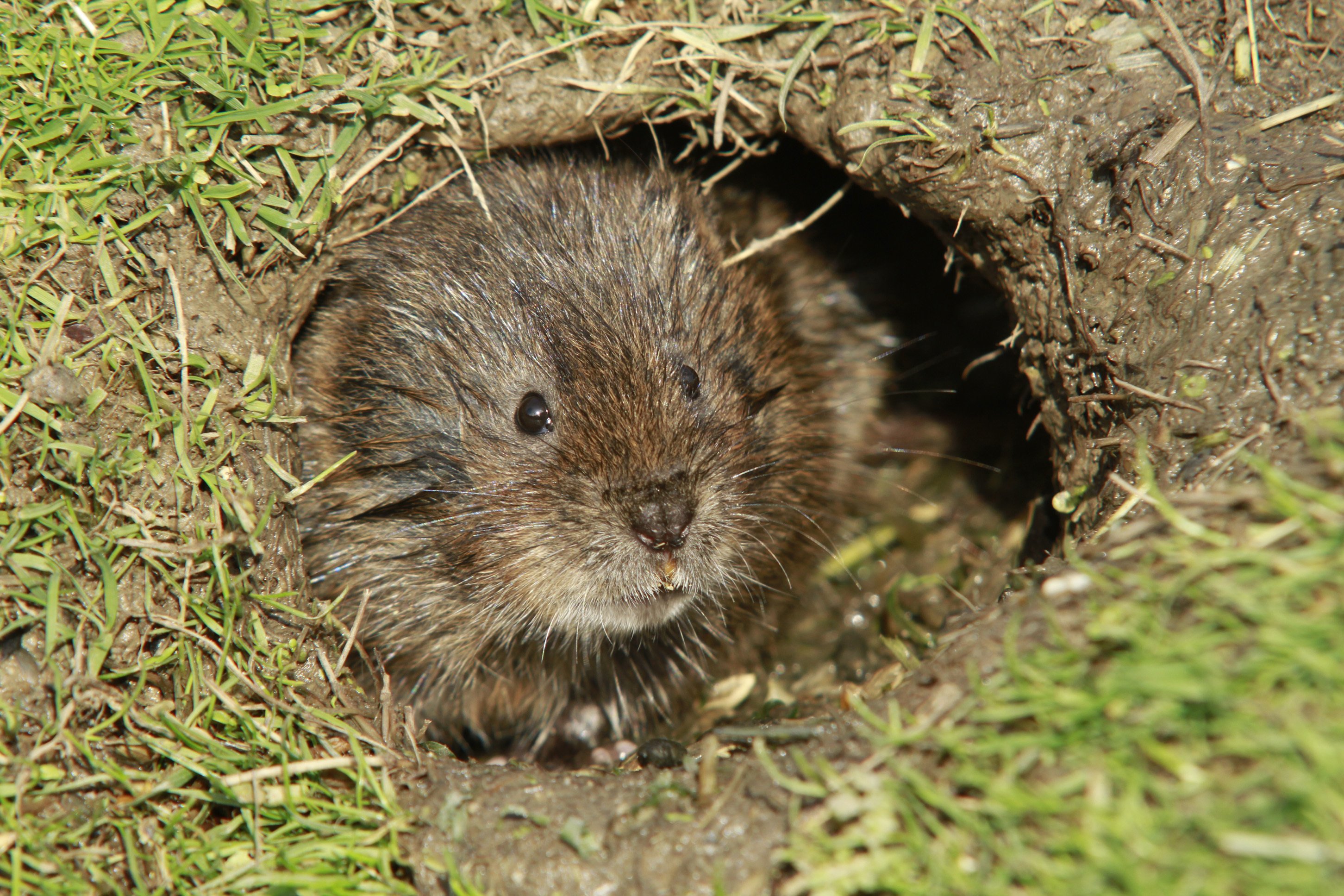Как избавиться от земляной крысы в огороде: методы борьбы
